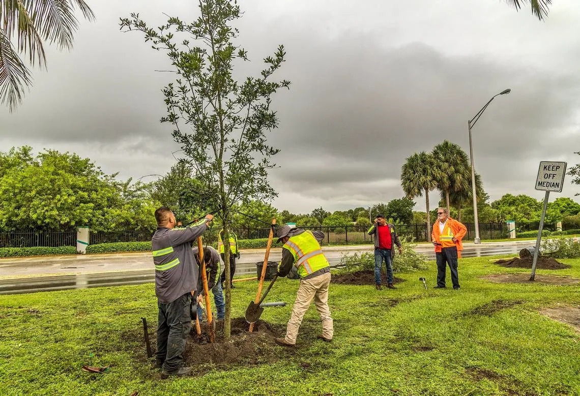 Miami-Dade County’s urban tree project unable to shade residents from record heat